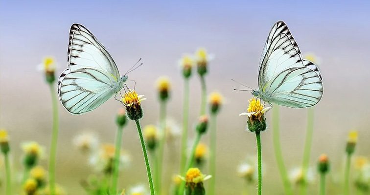 Η μεταμόρφωση είναι μια φυσική διαδικασία για όλους τους ζωντανούς οργανισμούς