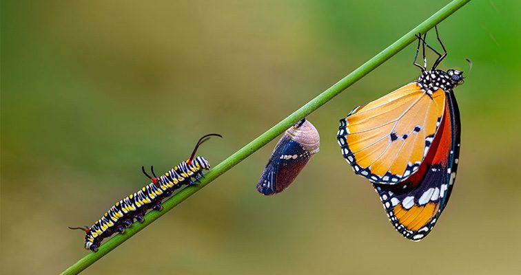 Η μεταμόρφωση είναι μια φυσική διαδικασία για όλους τους ζωντανούς οργανισμούς