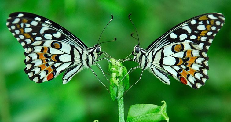 Η μεταμόρφωση είναι μια φυσική διαδικασία για όλους τους ζωντανούς οργανισμούς